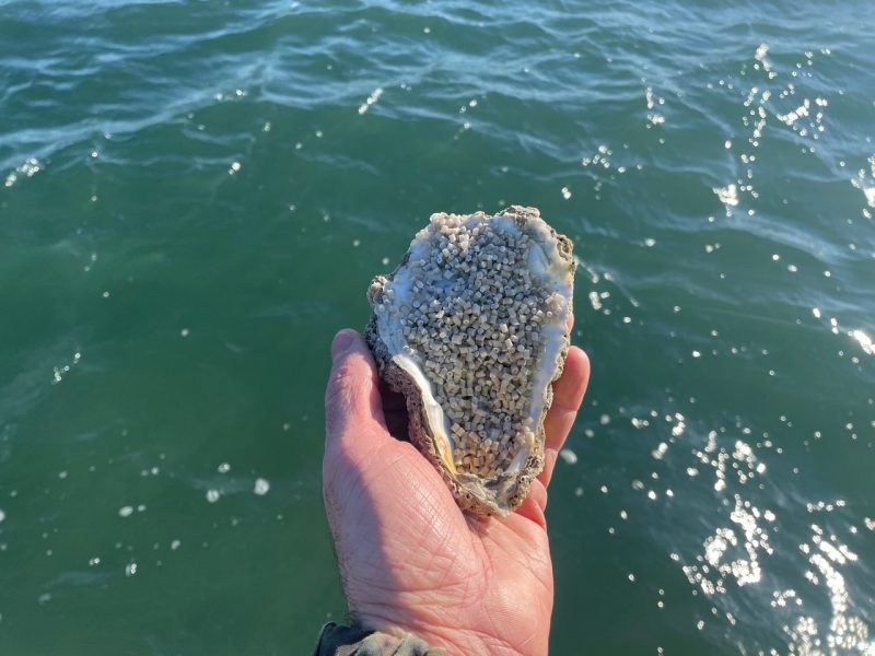 I compound che vengono dal mare
