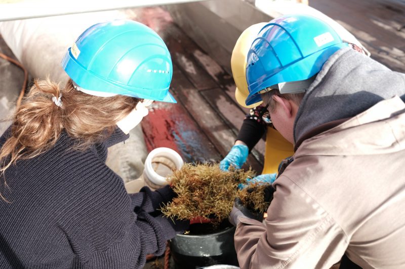 Comunità microbiche per il degrado della plastica