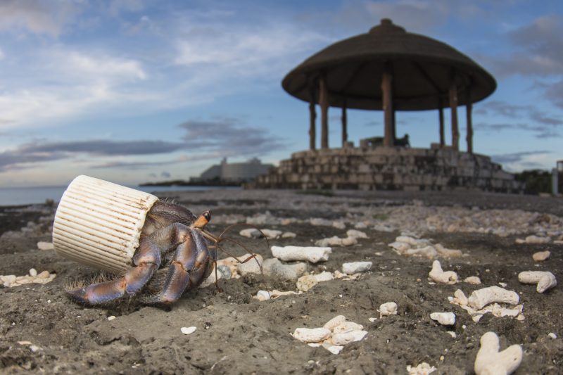 Planet or Plastic? Una mostra a Roma